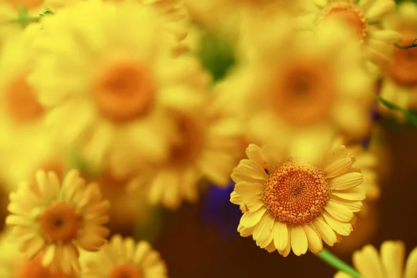 Żółte Stokrotki Lato Tło Abstrakcyjny Naturalny Kwiatowy Wiosna — Zdjęcie stockowe