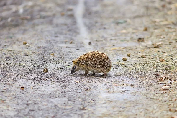 Tier Wild Der Natur Igel Wald Europäischer Igel Läuft — Stockfoto