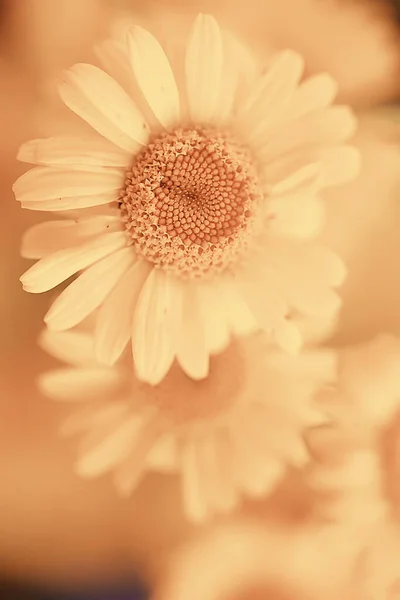 抽象的な花の背景黄色の花の春夏の自然がヴィンテージトーンを咲かせ — ストック写真