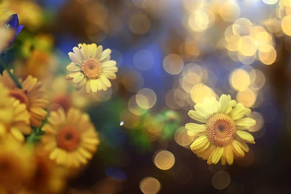 Marguerites Jaunes Fond Été Printemps Floral Naturel Abstrait — Photo