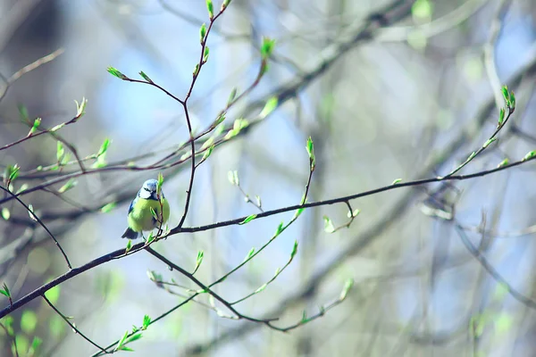 spring bird on a branch, springtime nature, wildlife beauty