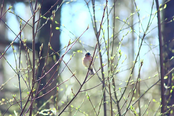 spring bird on a branch, springtime nature, wildlife beauty