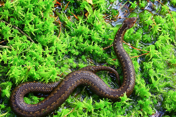snake viper in the swamp, reptile in the wild, poisonous dangerous animal, wildlife