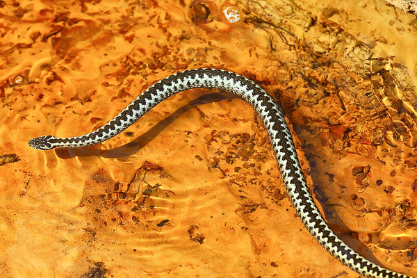 голубая европейская гадюка, полосатая ядовитая змея дикая природа