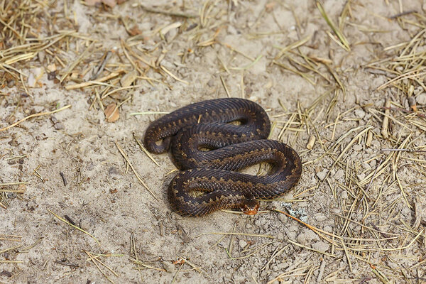 змея гадюка в болоте, рептилия в дикой природе, ядовитое опасное животное, дикая природа