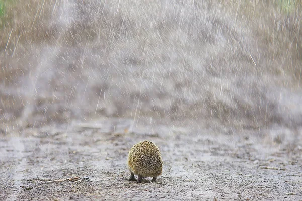 animal wild in nature hedgehog in the forest, european hedgehog runs