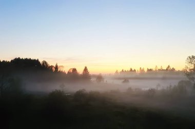 Akşam sisi orman nehri, sabah ormanı manzarası güzel arka plan.