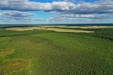 Yaz ormanı üstü insansız hava aracı, arka plan yeşil ağaçlar manzara manzarası