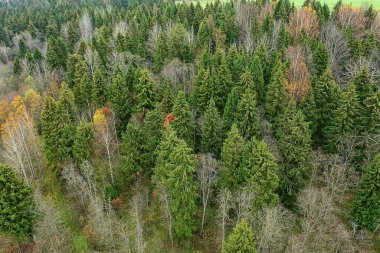 Yapraksız sonbahar ormanı insansız hava aracı manzaralı, doğa manzaralı.