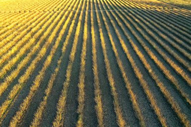 İnsansız hava aracı tarımı alanı manzarası