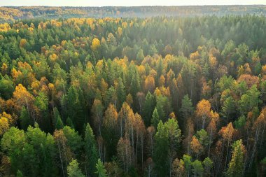 Sonbahar ormanı Taiga manzarası İHA 'dan, sarı ağaçlardan tabiat çöker