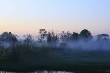 Sis yağmur ormanları şafak, doğa manzarası ağaçları