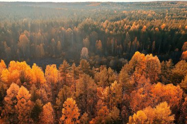 Sonbahar ormanı Taiga manzarası İHA 'dan, sarı ağaçlardan tabiat çöker