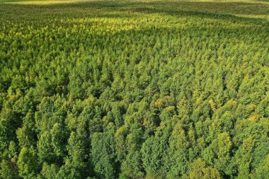 Yaz ormanı üstü insansız hava aracı, arka plan yeşil ağaçlar manzara manzarası