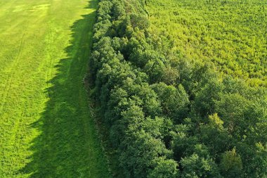 Yaz ormanı üstü insansız hava aracı, arka plan yeşil ağaçlar manzara manzarası