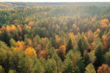 Sonbahar ormanı Taiga manzarası İHA 'dan, sarı ağaçlardan tabiat çöker