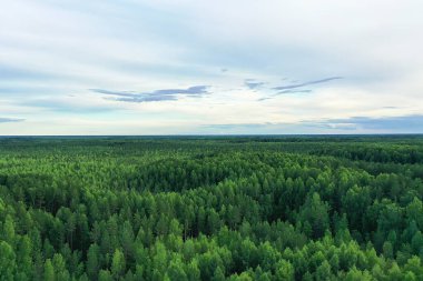 Yaz ormanı üstü insansız hava aracı, arka plan yeşil ağaçlar manzara manzarası