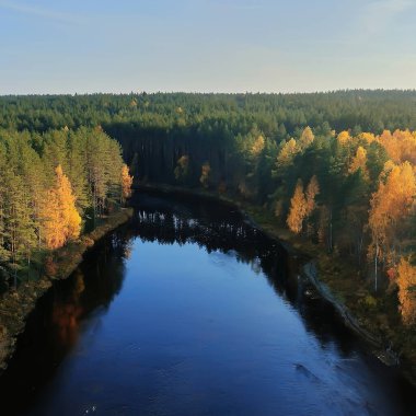 Sonbahar ormanı Taiga manzarası İHA 'dan, sarı ağaçlardan tabiat çöker