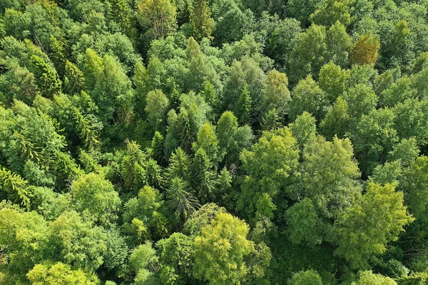 Verão Floresta Vista Superior Drone Fundo Verde Árvores Panorama Paisagem — Fotografia de Stock