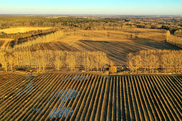 Drohne Ansicht Landwirtschaft Feld Landschaft — Stockfoto