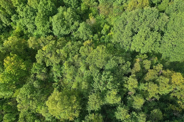 Summer Forest Top View Drone Background Green Trees Panorama Landscape — Stock Photo, Image