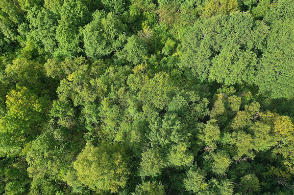 Summer forest top view drone, background green trees panorama landscape