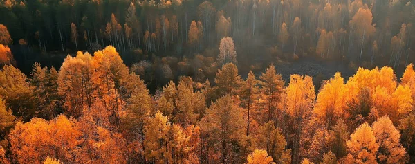 Podzimní Lesní Taiga Pohled Dronu Žluté Stromy Krajina Příroda Podzim — Stock fotografie