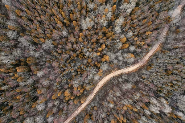 Jesień Las Tajga Widok Drona Żółte Drzewa Krajobraz Natura Upadek — Zdjęcie stockowe