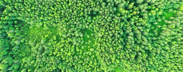 Letní Les Top View Drone Pozadí Zelené Stromy Panorama Krajina — Stock fotografie