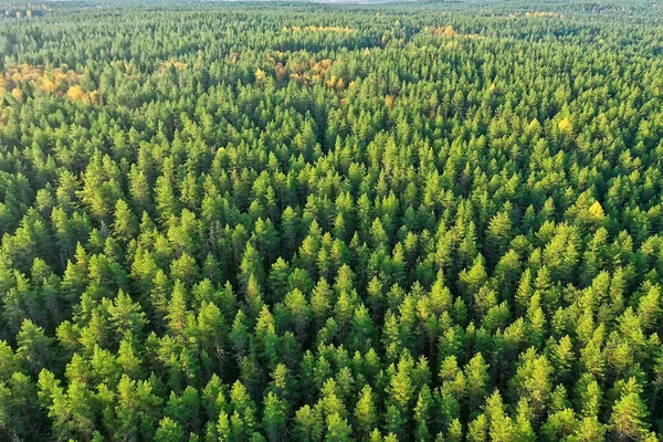 summer forest top view drone, background green trees panorama landscape