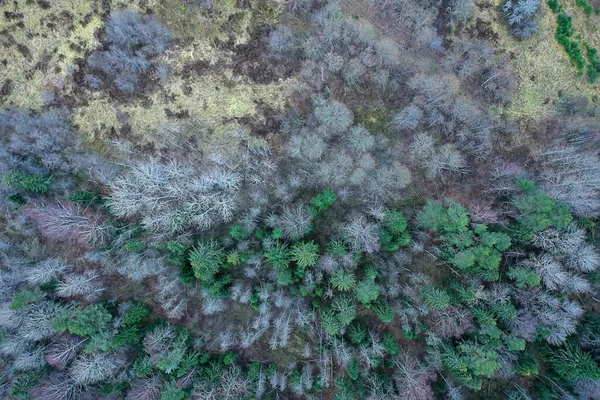 Podzimní Les Bez Listí Vrchol Pohled Drone Příroda Pozadí Krajina — Stock fotografie