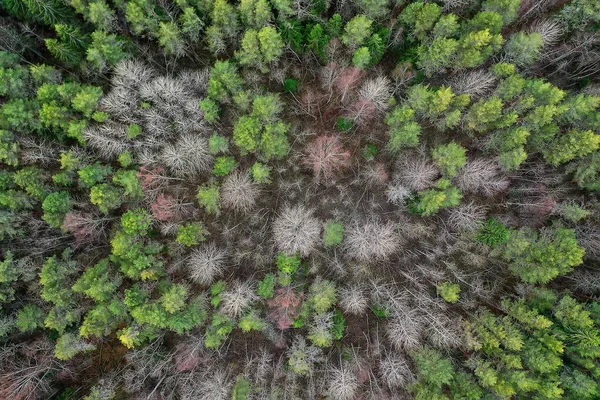 Jesienny Las Bez Liści Widok Dronem Krajobraz Tła Natury — Zdjęcie stockowe