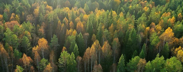 Outono Floresta Taiga Vista Drone Árvores Amarelas Paisagem Natureza Queda — Fotografia de Stock