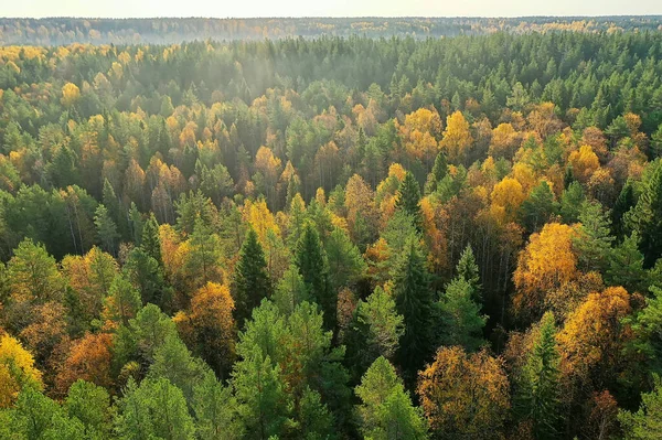 Outono Floresta Taiga Vista Drone Árvores Amarelas Paisagem Natureza Queda — Fotografia de Stock