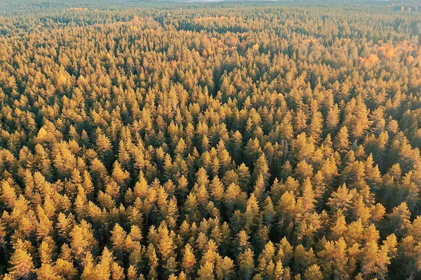 Outono Floresta Taiga Vista Drone Árvores Amarelas Paisagem Natureza Queda — Fotografia de Stock