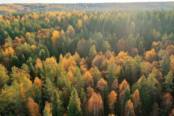 秋の森タイガドローンからの眺め黄色の木々の風景自然秋 — ストック写真