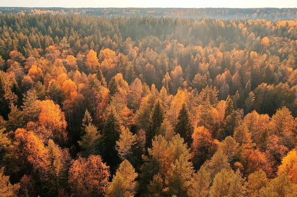 Outono Floresta Taiga Vista Drone Árvores Amarelas Paisagem Natureza Queda — Fotografia de Stock