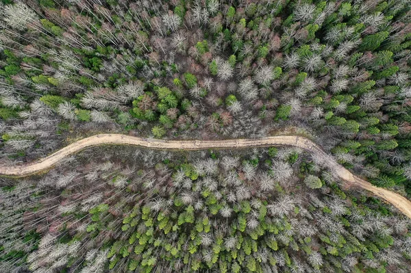 Yapraksız Sonbahar Ormanı Insansız Hava Aracı Manzaralı Doğa Manzaralı — Stok fotoğraf