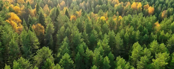 Sonbahar Ormanı Taiga Manzarası Dan Sarı Ağaçlardan Tabiat Çöker — Stok fotoğraf