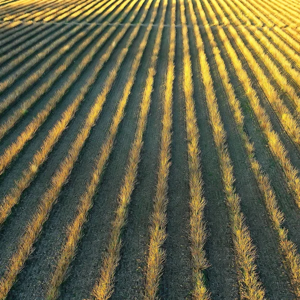 Drone Widok Rolnicze Pole Krajobraz — Zdjęcie stockowe