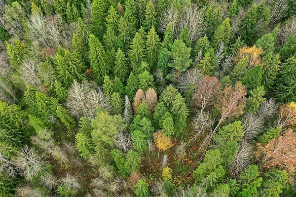 Floresta Outono Sem Folhas Vista Superior Com Drone Natureza Paisagem — Fotografia de Stock