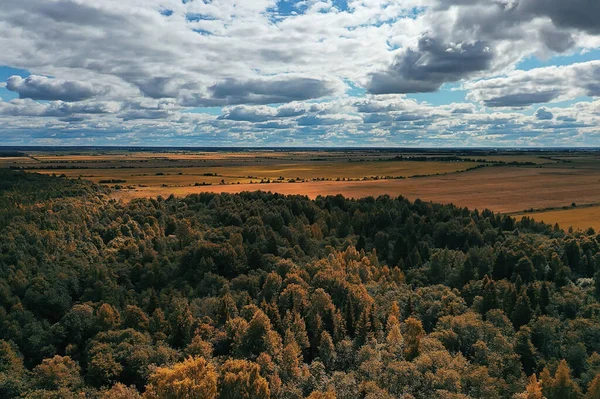 秋天的森林针叶林从无人地带俯瞰 黄树景观自然凋落 — 图库照片