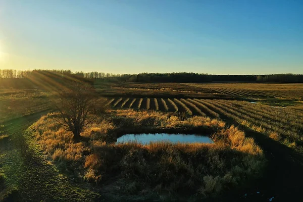 Drone Vista Agricultura Campo Paisaje — Foto de Stock