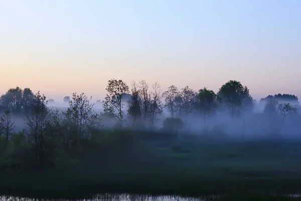Mist Regenwoud Dageraad Natuur Landschap Bomen — Stockfoto