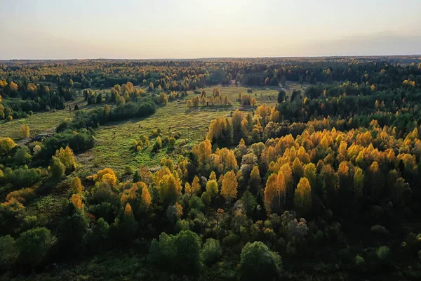 Floresta Outono Sem Folhas Vista Superior Com Drone Natureza Paisagem — Fotografia de Stock