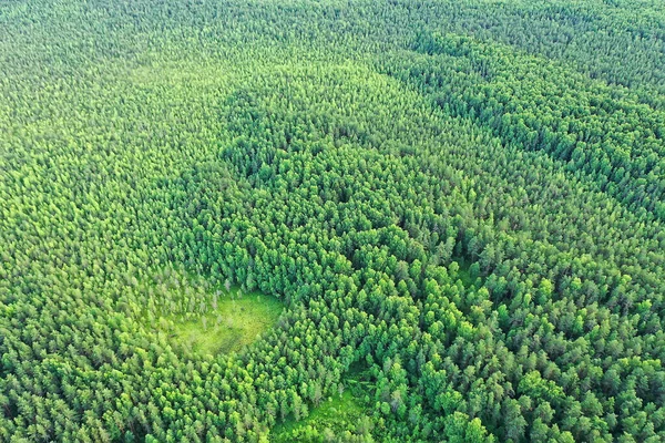 summer forest top view drone, background green trees panorama landscape