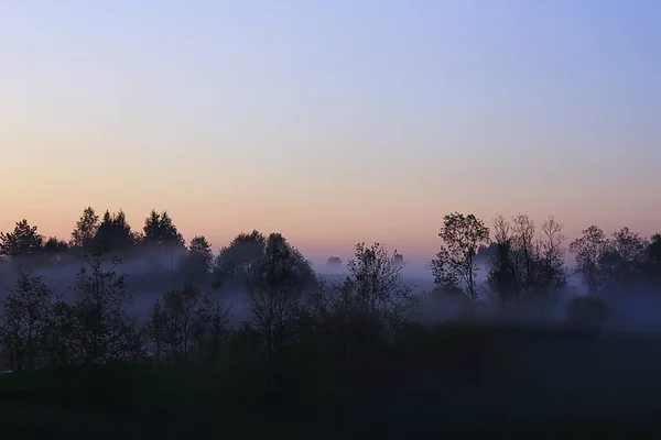 Туман Рассвет Дождевых Лесов Деревья Природы — стоковое фото