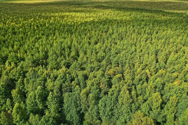 summer forest top view drone, background green trees panorama landscape