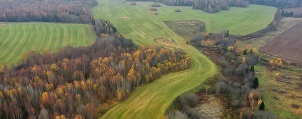 가을의 타이가 드론에서 나무들 자연의 — 스톡 사진