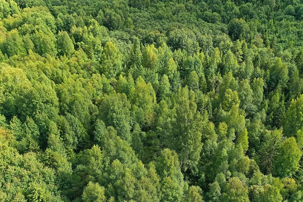 Estate Foresta Vista Dall Alto Drone Sfondo Alberi Verdi Panorama — Foto Stock